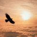 Aigle volant sous un coucher de soleil