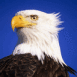 Aigle � t�te blanche