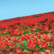 Champ de coquelicots