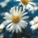 Marguerite sur fond bleu