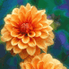 Chrysanth�me orang�