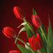 Tulipes rouges dans un seau