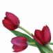 Tulipes roses sur fond blanc