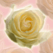 Roses jaunes en motif pastel