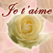 Roses jaunes "Je t'aime" ton pastel