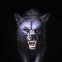 Loup mena�ant de face