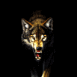 Loup effrayant de face