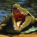 Crocodile pr�t � attaquer