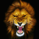 Lion rugissant de face