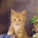 Chaton dans un pot en porcelaine