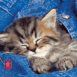 Chaton dans une poche de jeans