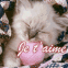 Chaton blanc sous une couverture "Je t'aime"