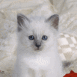 Chaton blanc et rose rouge