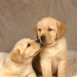 B�b�s Labrador et rose rouge