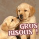 B�b�s Labrador "Gros bisous"