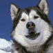 Chien husky � la montagne