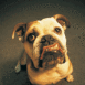 Chien bouledogue regardant en l'air