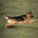 Chien-loup courant dans l'herbe