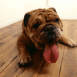 Bouledogue tirant la langue