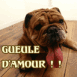Bouledogue "gueule d'amour"