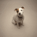 Petit chien blanc levant la t�te