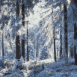 For�t de sapins sous la neige