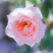 Rose de couleur rose