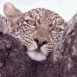 L�opard sur une branche