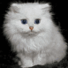 Chaton persan