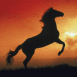 Cheval devant coucher de soleil