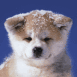 Chien husky b�b�