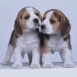 Chiots cokers