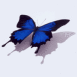 Papillon bleu ombr�