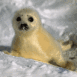 B�b� phoque