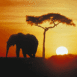 �lephant devant un coucher de soleil