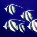 Poissons scalaires noir et jaune