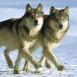 Deux loups polaires en cadence
