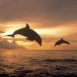 Dauphins au coucher de soleil (couple)