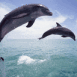 Dauphins au vol (couple)