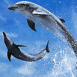 Dauphins dansant dans les airs