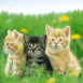 Chatons tigr�s (tripl�s)