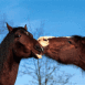 Bisous de chevaux