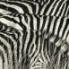 Z�bres, zoom sur les rayures