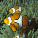 Poissons clown