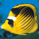 Poisson jaune et noir
