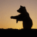 Ours funambule