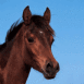 Cheval brun