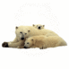 Trois ours blancs