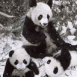 Pandas