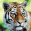 Tigre